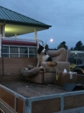 Only in the countryside do you see a chair for a dog on the back of a ute
